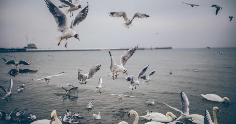 India-UAE CEPA: What It Means for Gulf-Based Importers